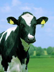 2579250519_c17e814ca2_m